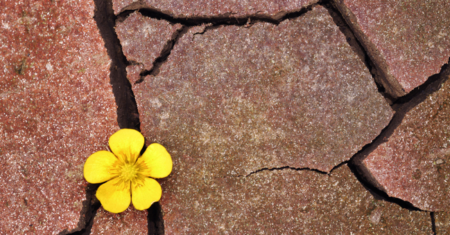 Dried earth with a small, yellow flower